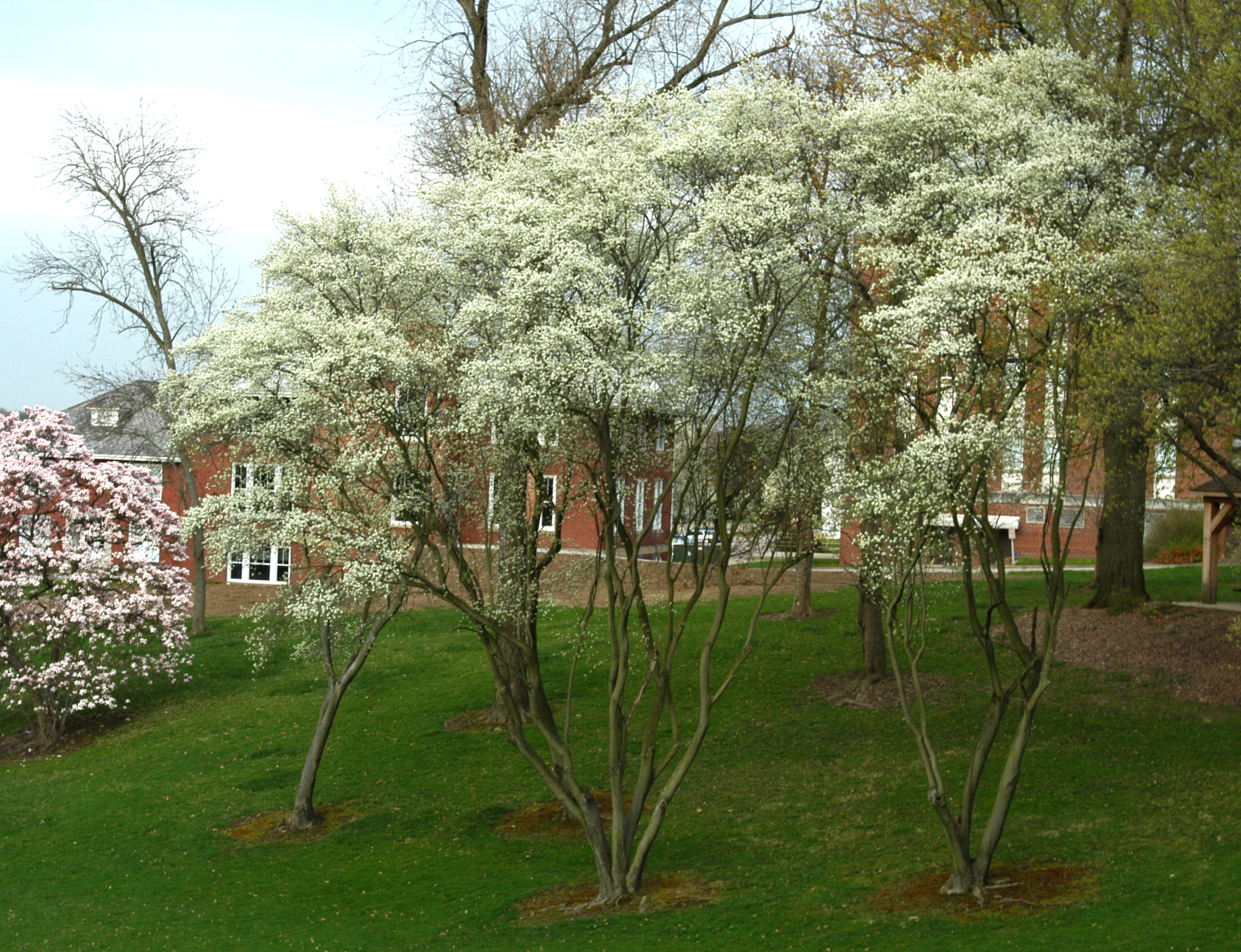 Allegheny Serviceberry